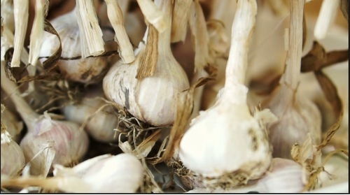 Crop rotation Garlic, Size : Medium