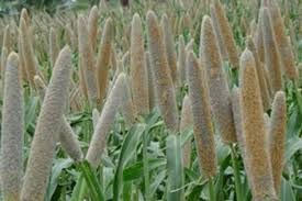 pearl millet
