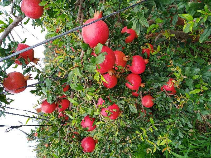 fresh pomegranate