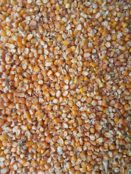 Download Yellow Maize Manufacturer In Purnia Bihar India By Anoor Treders Id 4219382 Yellowimages Mockups