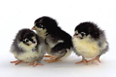 Black Australorp Poultry Chicks, Gender : Male, Female