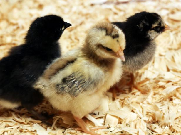 Country Poultry Chicks, Gender : Male, Female