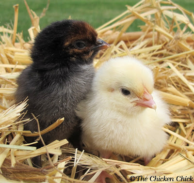 Sahyadri Poultry Chicks, Gender : Male, Female