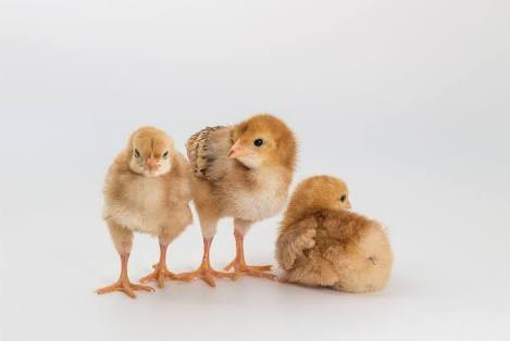 Rhode Island Poultry Chicks, Gender : Female, Male