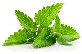 Fresh Mint Leaves, Color : Green