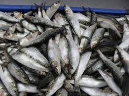 sardine fish