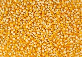 Common yellow corn maize, for Animal Feed, Animal Food, Cattle Feed, Human Food, Style : Dried, Fresh