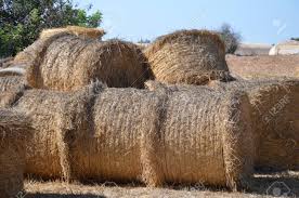Animal Feed Dried Grass, Packaging Size : 75 TO 100 KGS