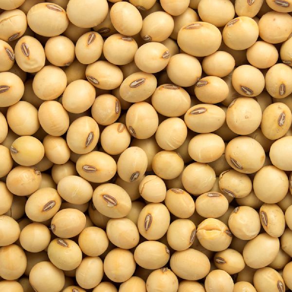 Soybean Seed Buy Soybean Seed in Roraima Brazil from International