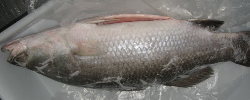 TOP quality Frozen Barramundi Fish