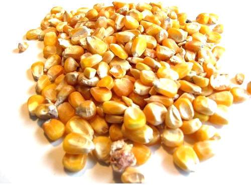 Poultry Maize Feed