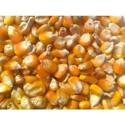Yellow Maize Cattle Feed, Packaging Type : Bag