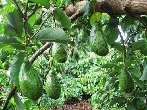 Avocado Plant