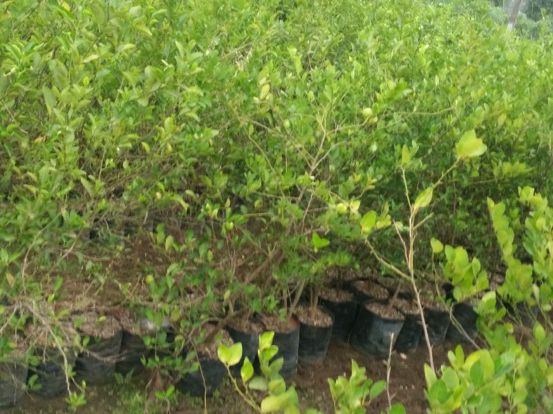 Organic Balaji Lemon Plant, Size : Medium, Large