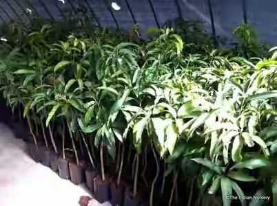 Dasheri Mango Plant, Size : Large