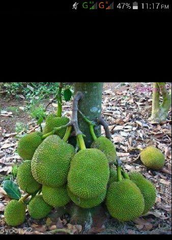 Organic Jackfruit Plant