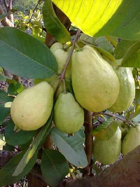 Organic Khaja Guava Plants