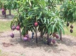Purple Mango Plant, Size : Large, Medium