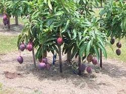 Purple Mango Plant Buy Purple Mango Plant For Best Price At Inr 70 Piece Approx