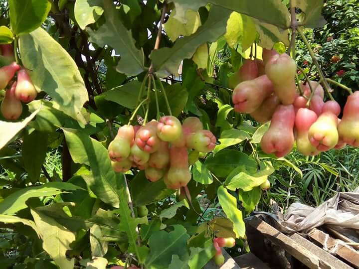 Red Water Apple Plant, for Gardening, Selling