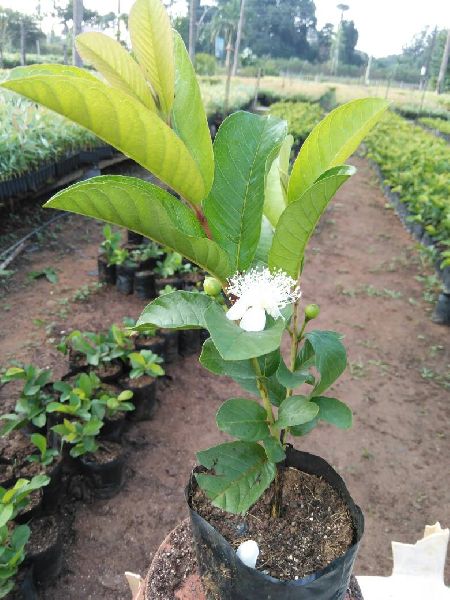 Organic Taiwan guava plant