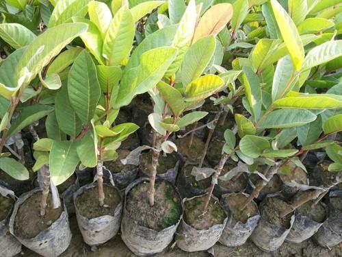 Organic Thai 7 Guava Plants