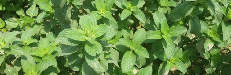 Mentha Arvensis Oil