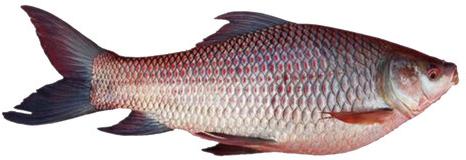 Rohu fish, Style : Fresh