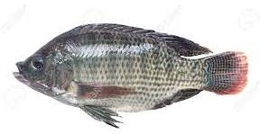 Tilapia Fish, Packaging Type : 15kg Or 20kgs