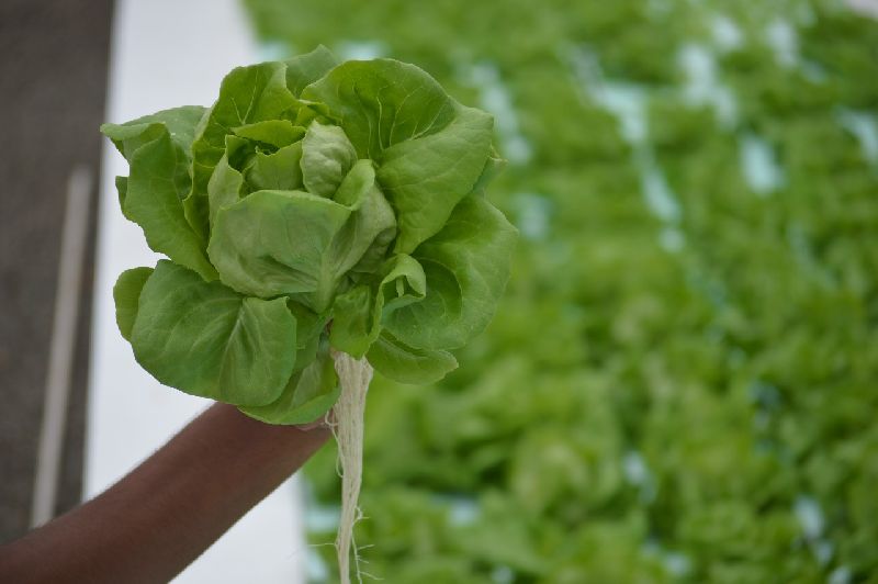 Butterhead Lettuce Flower