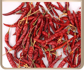 RED CHILLIES: