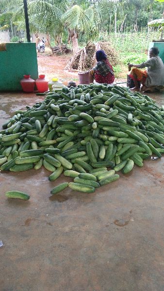 Cucumber, Packaging Type : As Buyer Requirement