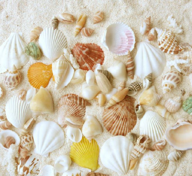 Bag Packed Natural Mixed Sea Shell For Decoration Manufacturer In