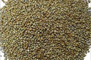 Organic Pearl Millet Grains