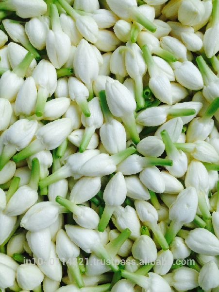Fresh Jasmine Flowers, Color : White