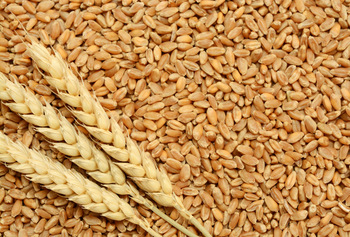 Organic wheat grains