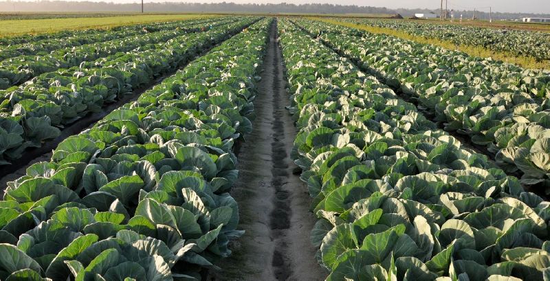 Cabbage Plant, Color : Bluish Green Color Leaves