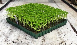 Capsicum Plant, Length : 2-5 Inches