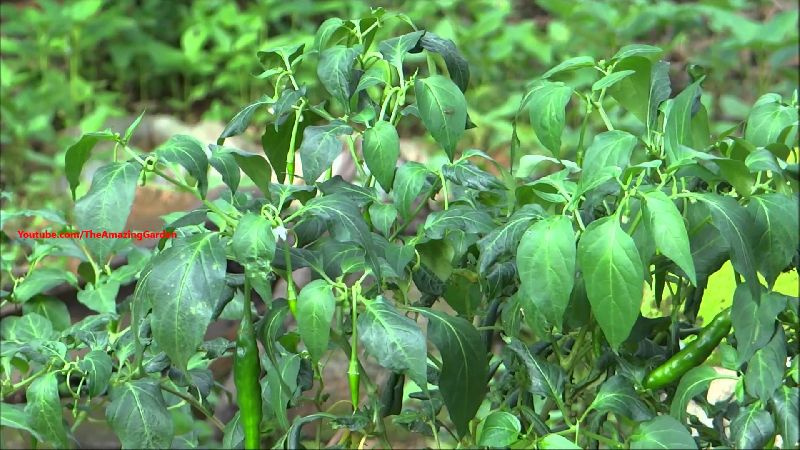 Organic Green Chilli Plant, Length : 14~15 Cm