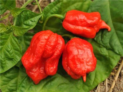 Scorpion Pepper