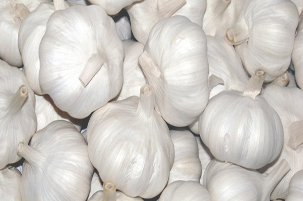 Garlic