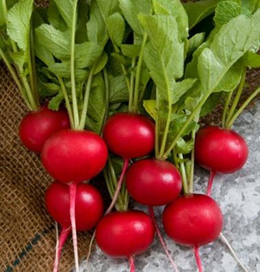 Red Radish