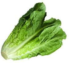 Romaine Lettuce