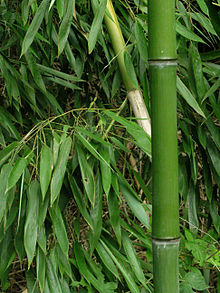 bamboo raw material