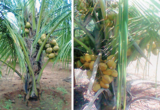 Coconut Seeds