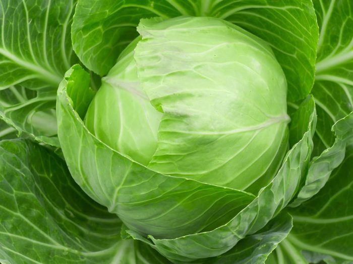 Fresh Cabbage, for High in Protein, Color : Green