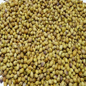 Coriander Seed