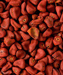 Annatto Seeds