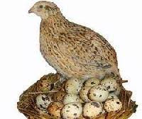 quail egg hatching