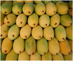 Dussehri Mango